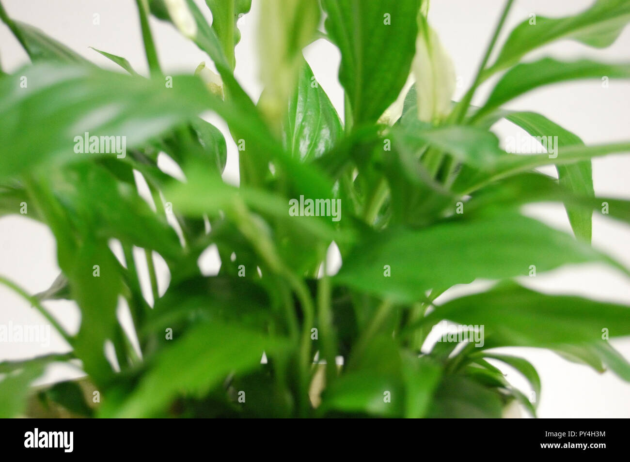 Wallis spider plant decorative, peaceful in a pot on a white background coming from Colombia and Venezuela Stock Photo