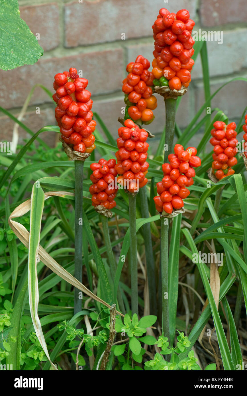 Ripe red fruit or berries on wild arum, cuckoo pint or lords and ladies, Arum maculatum, Berkshire, June Stock Photo