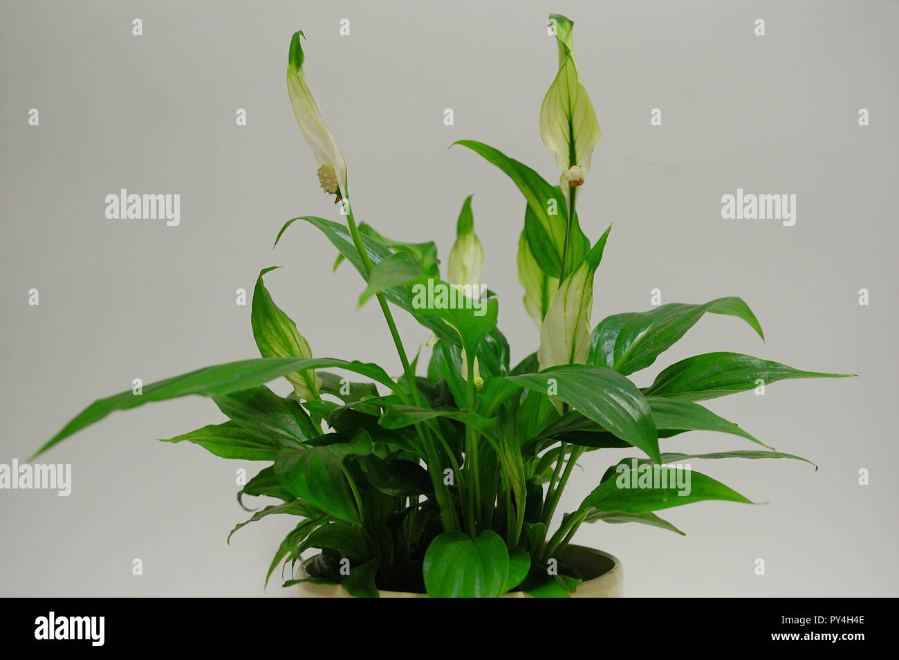 Wallis spider plant decorative, peaceful in a pot on a white background coming from Colombia and Venezuela Stock Photo