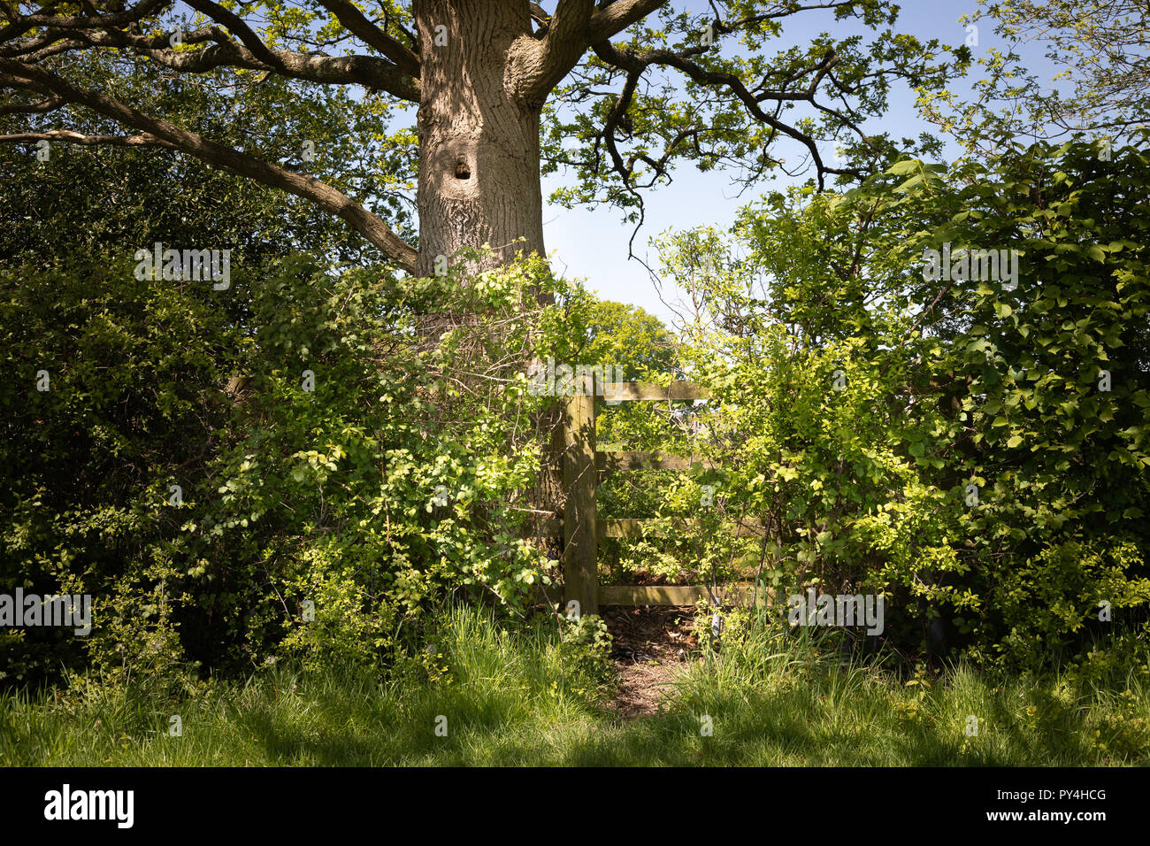 Jubilee Fields Billingshurst West Sussex UK Stock Photo Alamy