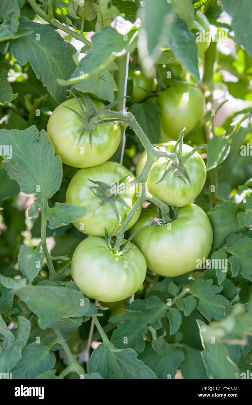 Green tomatoes on the vine growing in the garden Stock Photo - Alamy