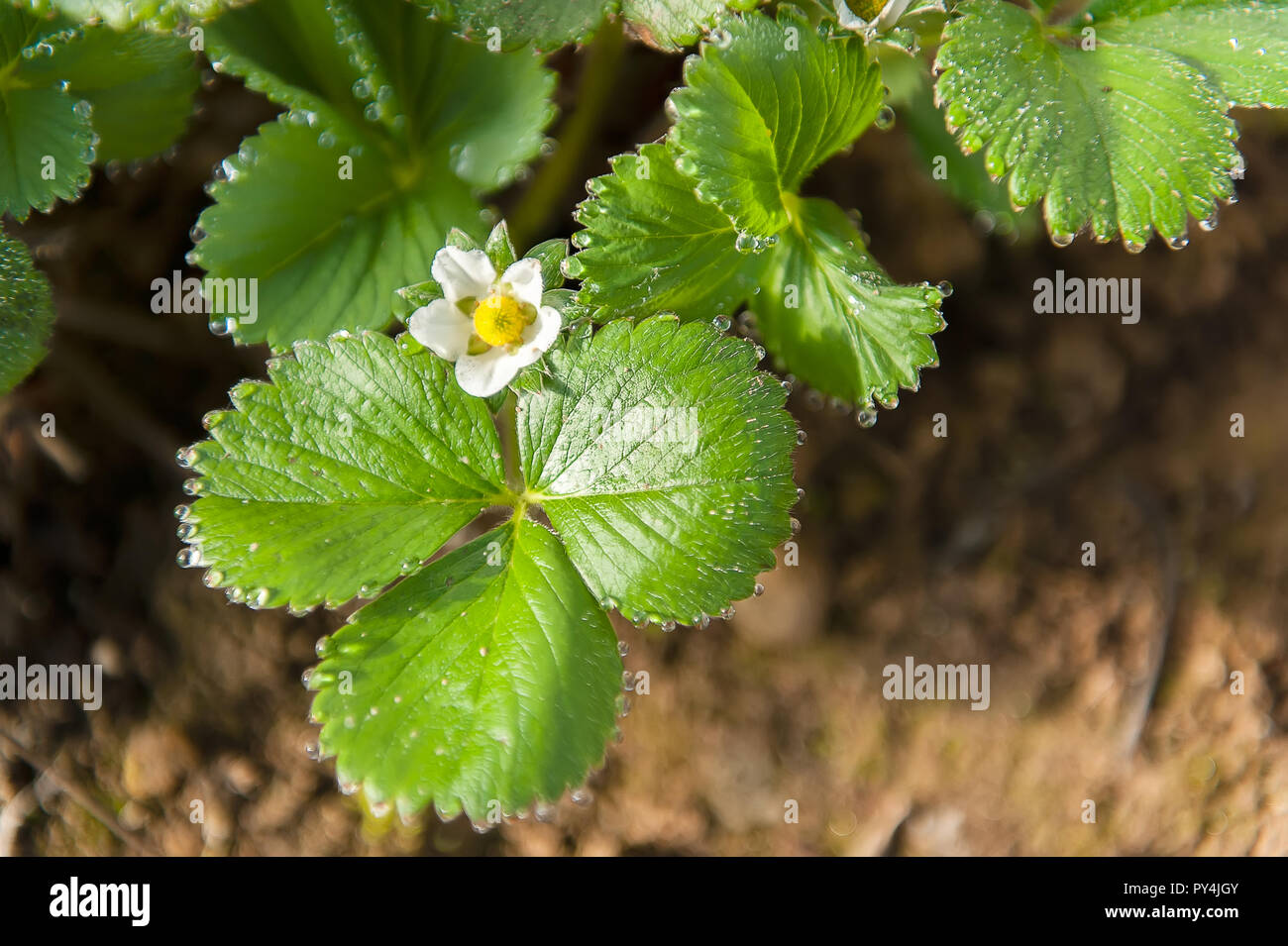 Leaves with scalloped edges hires stock