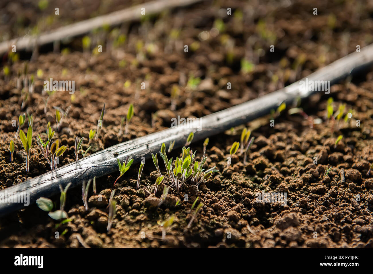 Spring plantings hi-res stock photography and images - Alamy