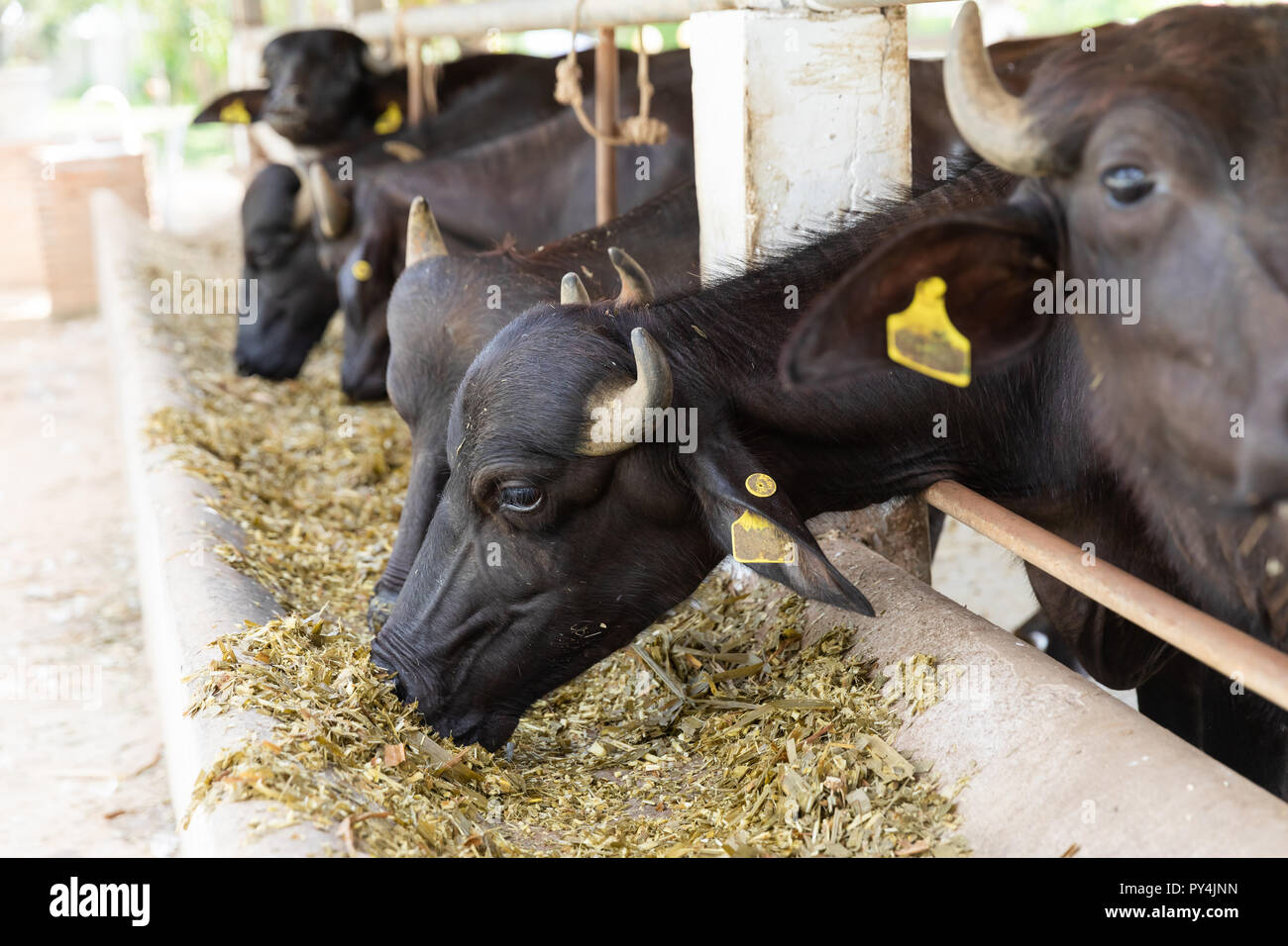 Feeding murrah buffalo with chopped dried hay in farm Stock Photo - Alamy