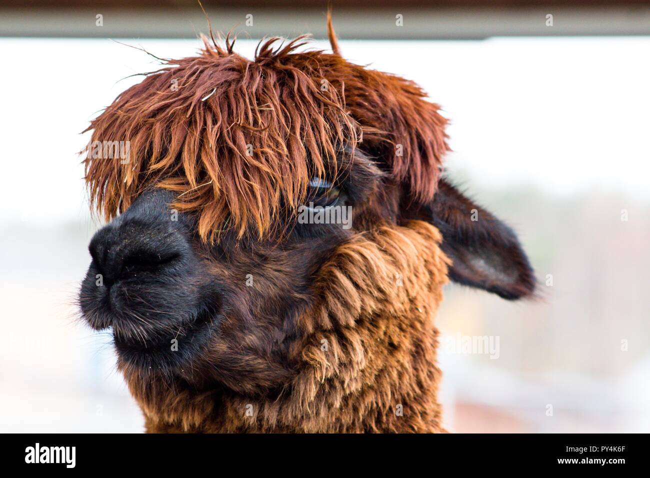 Remarkable and beautiful animal with thick hair called Alpaca. Her hair