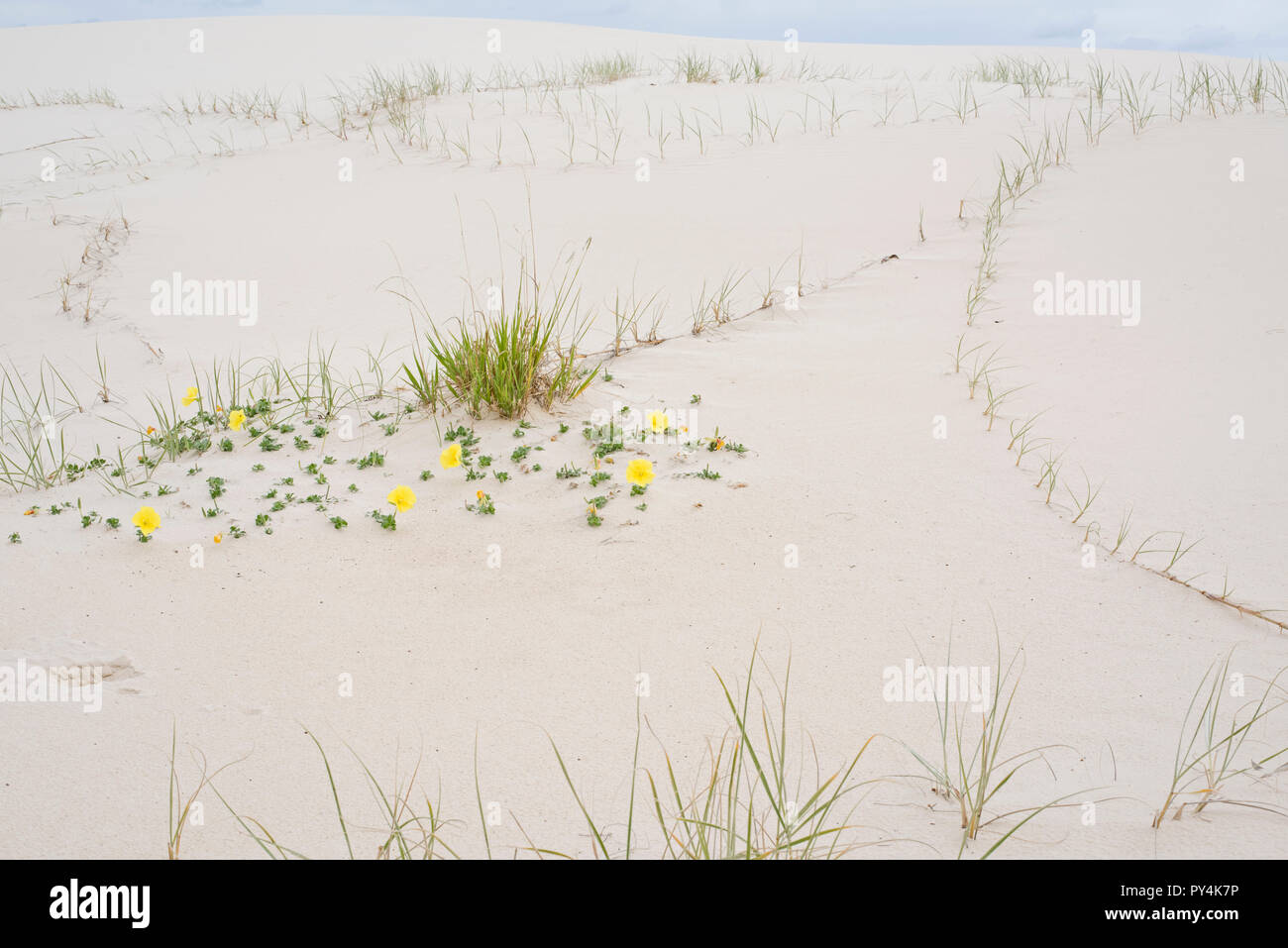 Beach Primrose, Oenothera Drummondii on white sand dunes of Moreton Island, Moreton Bay, Queensland, Australia Stock Photo