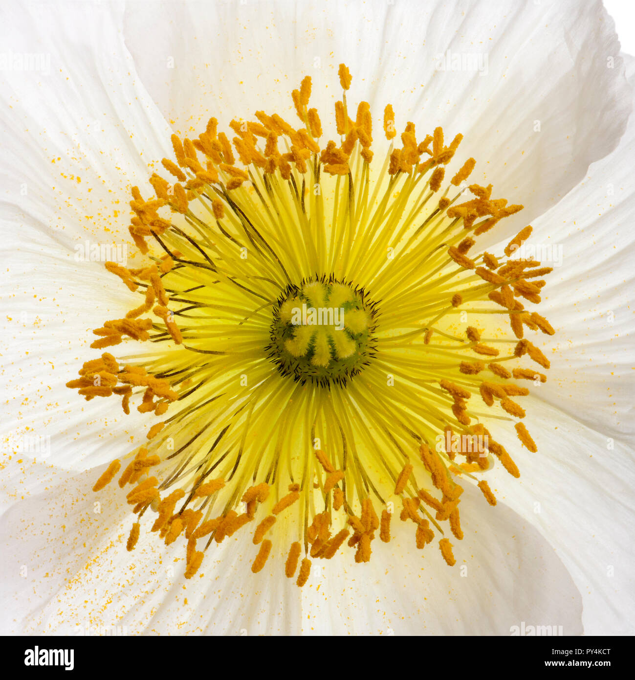 White Alpine poppy, Papaver alpinum, close up Stock Photo