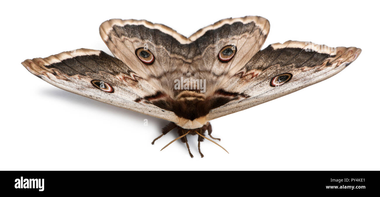 The largest European Moth, the Giant Peacock Moth, Saturnia pyri, in front of white background Stock Photo
