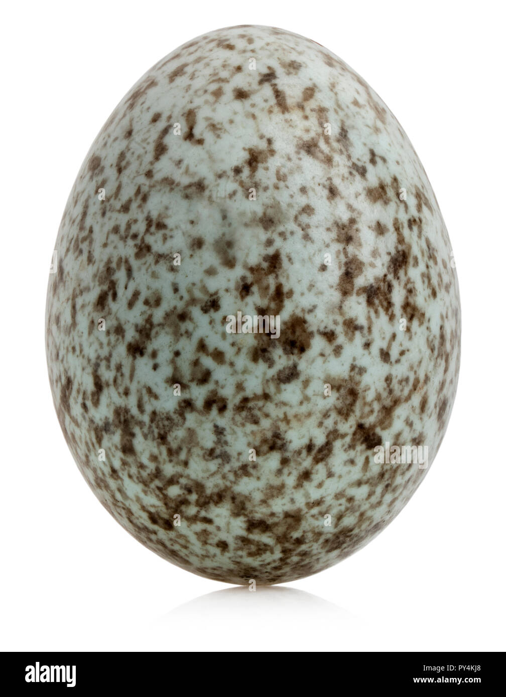House Sparrow egg, Passer domesticus, in front of white background