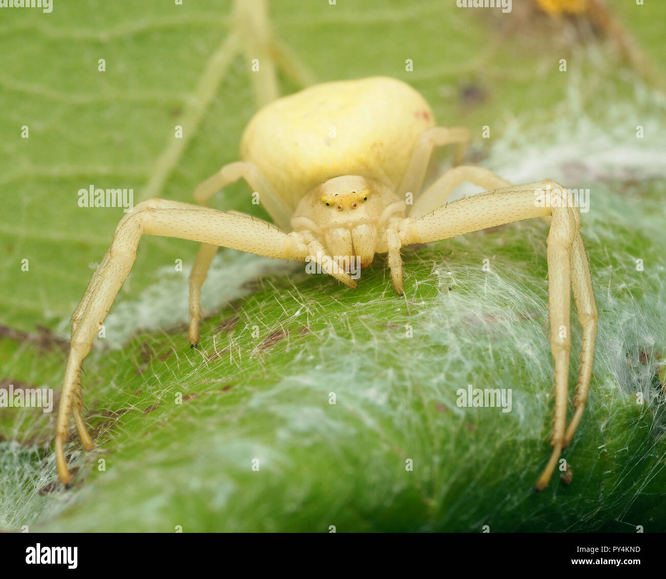 Goldenrod crab spider eggs hires stock photography and images Alamy