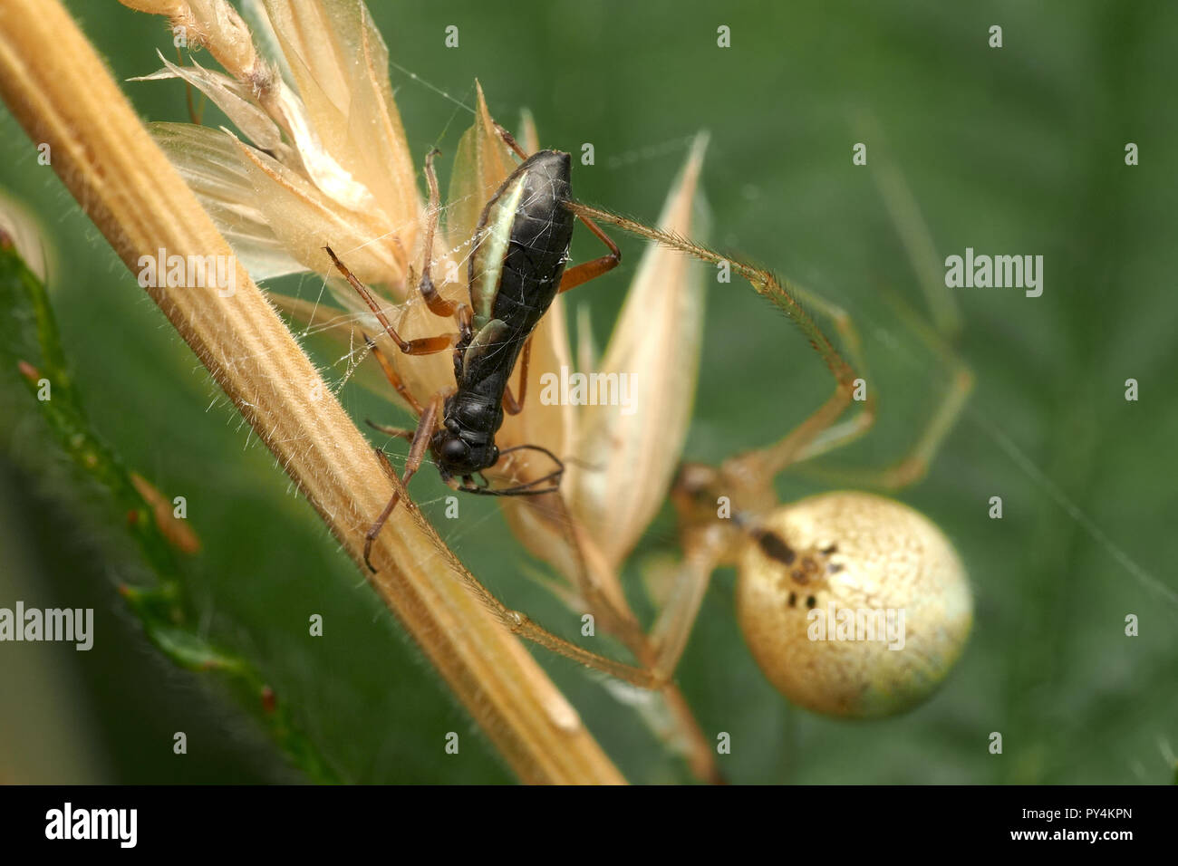 Pithanus maerkelii mirid bug caught in a spiders web. Tipperary, Ireland Stock Photo