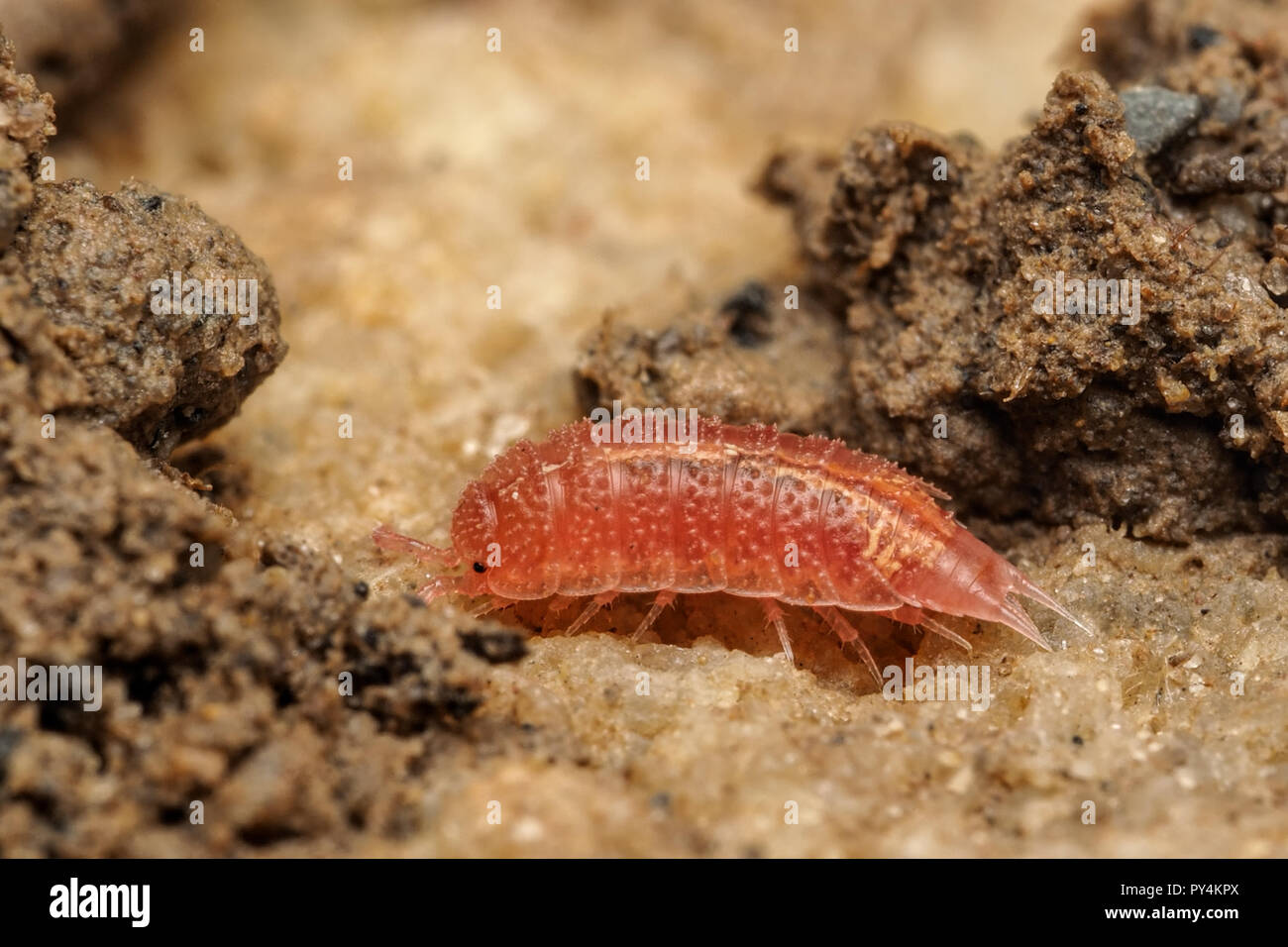 Androniscus dentiger hires stock photography and images Alamy