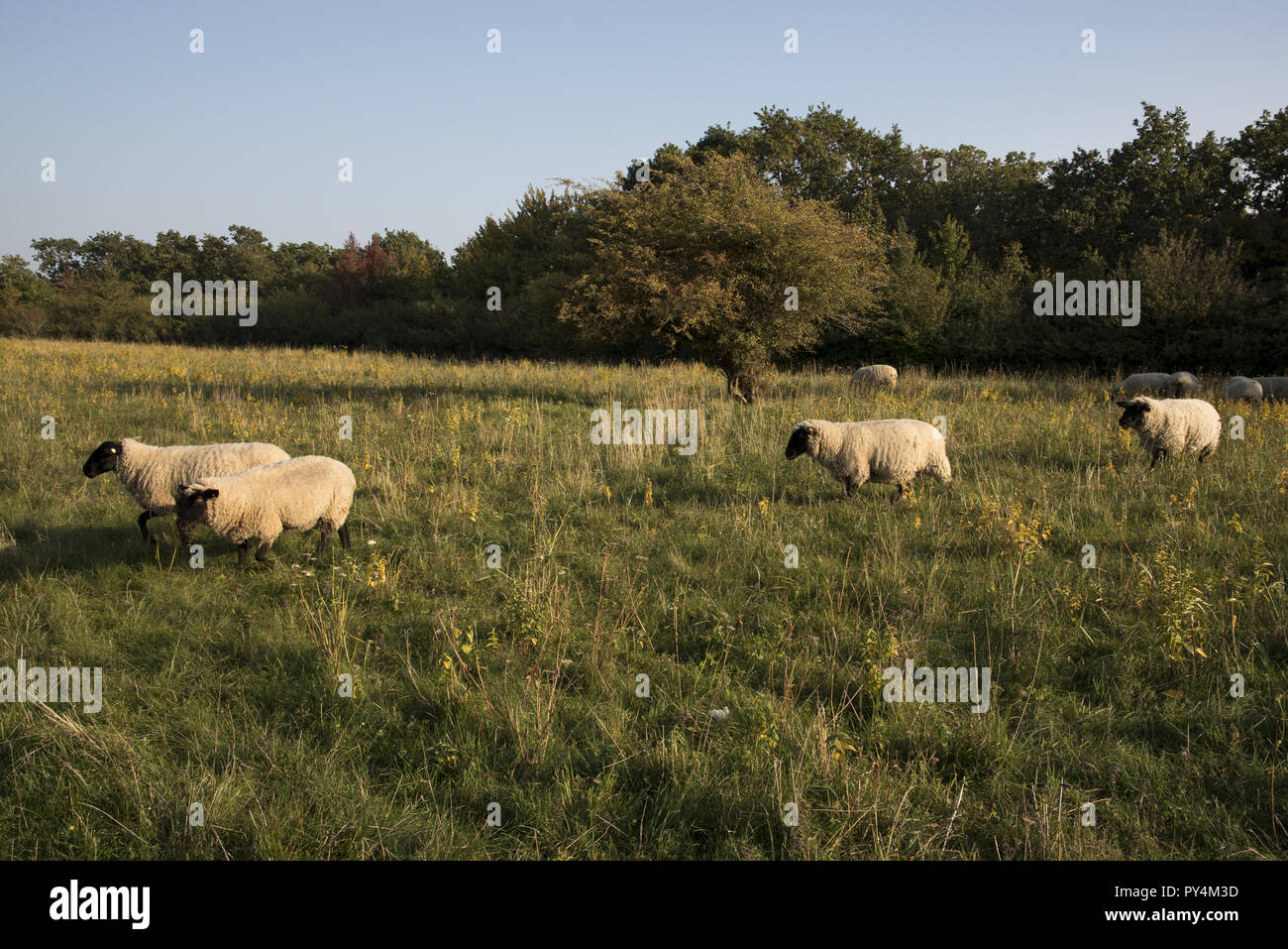 Sheep grazing in the meadows in a hilly landscape called Zickersche Berge on Mönchgut peninsula in Southeast Rügen Island. Stock Photo