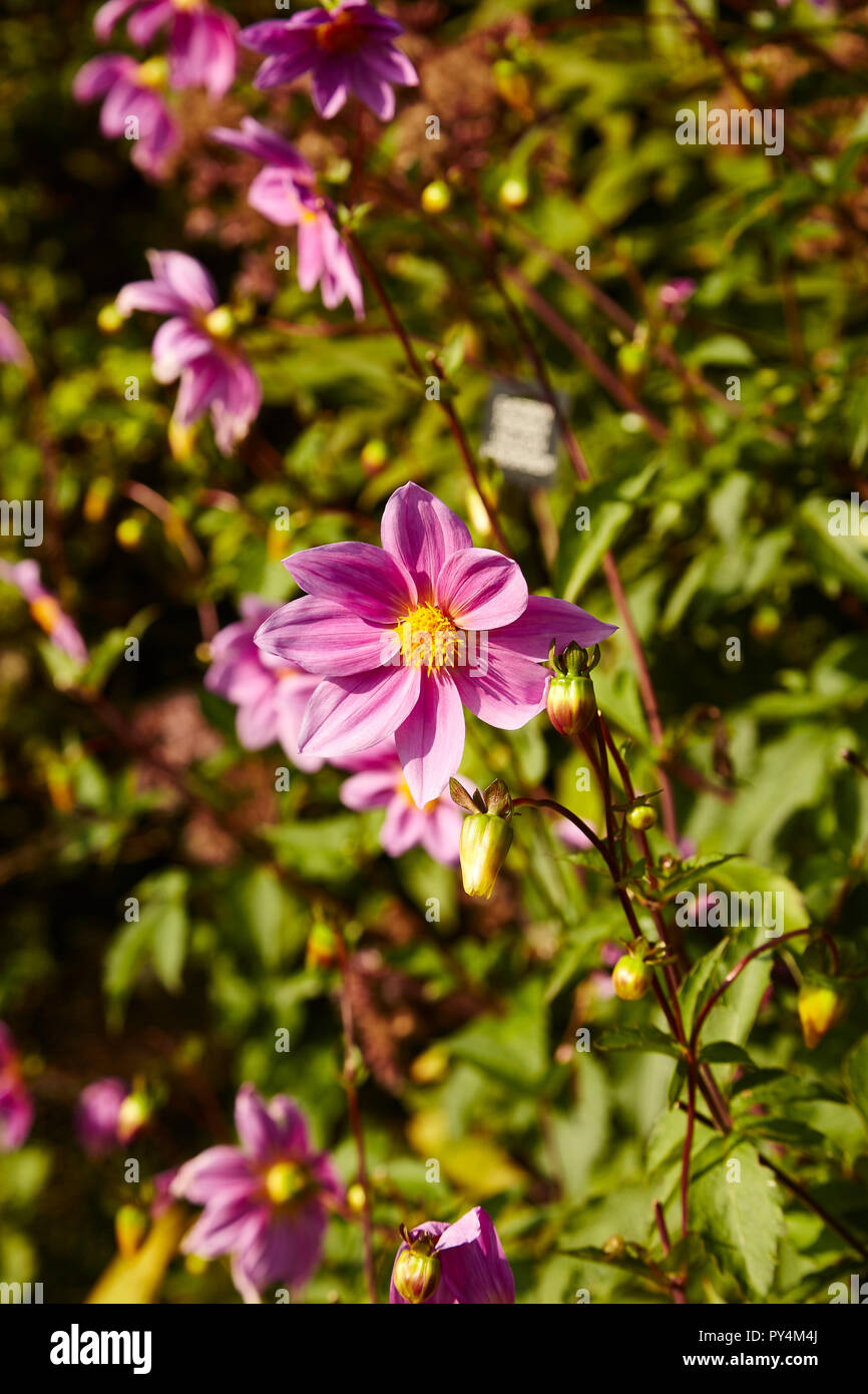 A Dahlia Sorensenii in a garden border with out of focus background Stock Photo