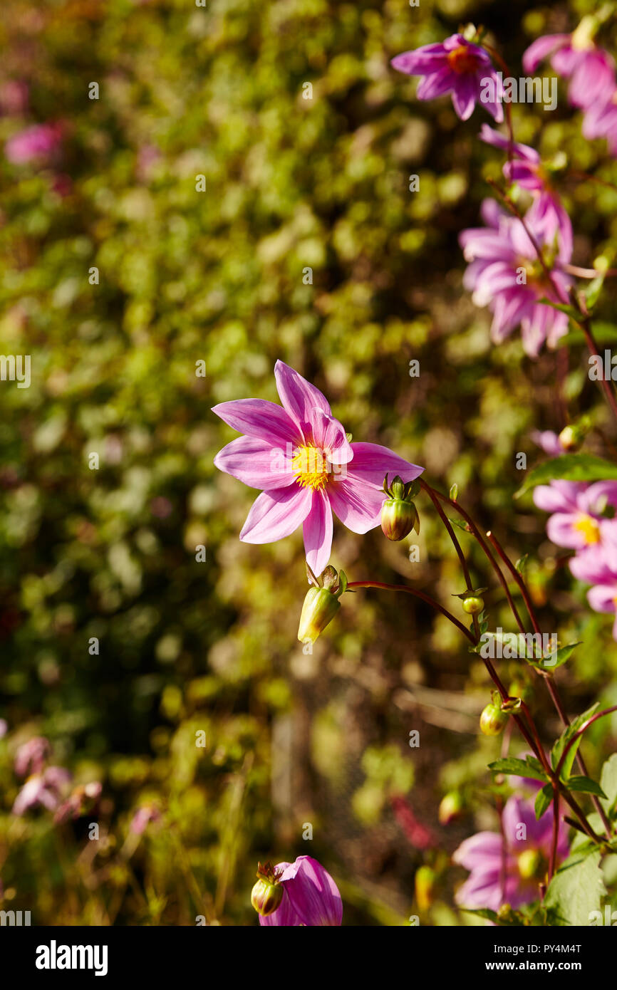 A Dahlia Sorensenii in a garden border with out of focus background Stock Photo