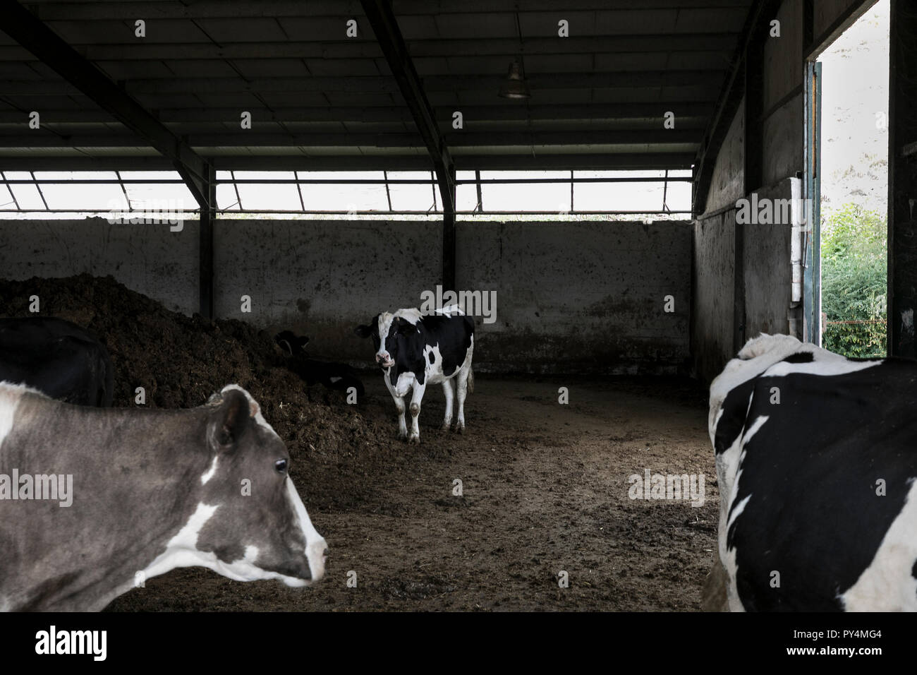 Livestock farming, Greece Stock Photo