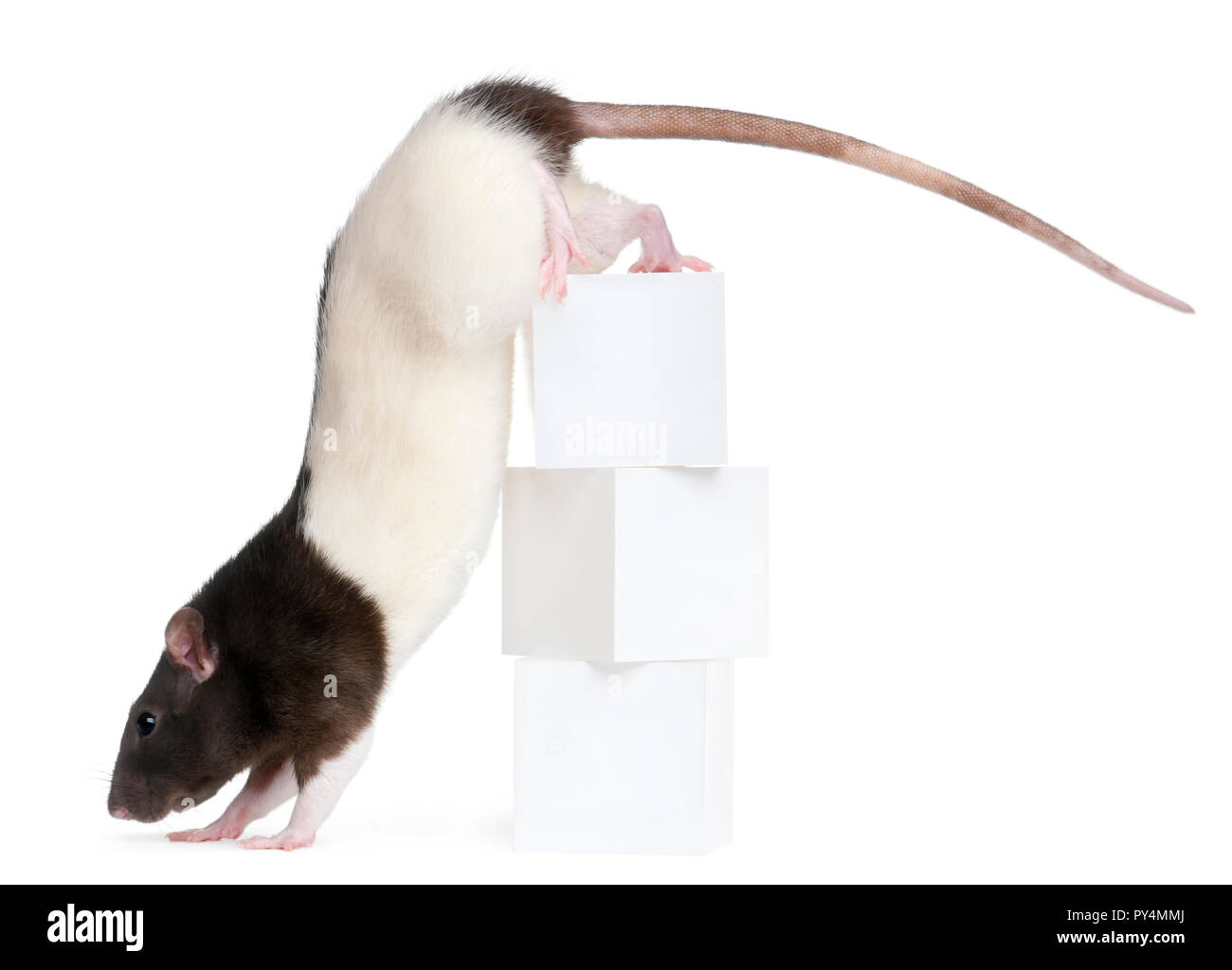 Rat walking studio cutout hi-res stock photography and images - Alamy