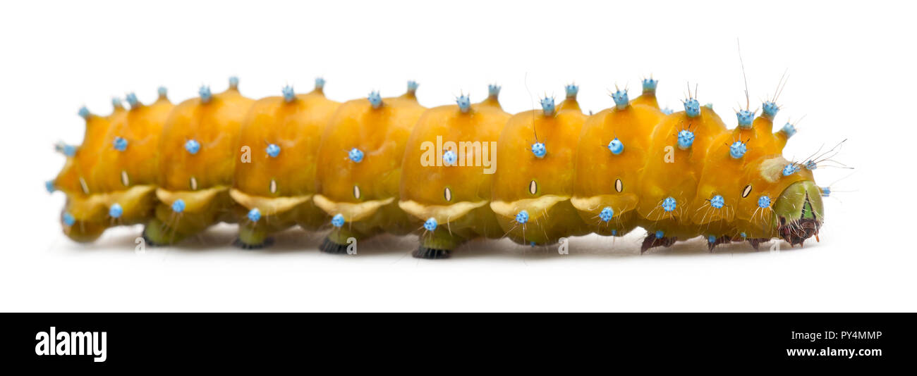 Caterpillar of the Giant Peacock Moth, Saturnia pyri, in front of white background Stock Photo