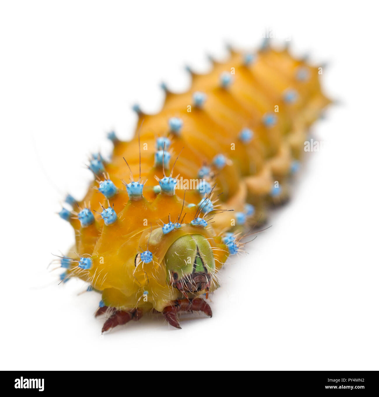 Caterpillar of the Giant Peacock Moth, Saturnia pyri, in front of white background Stock Photo