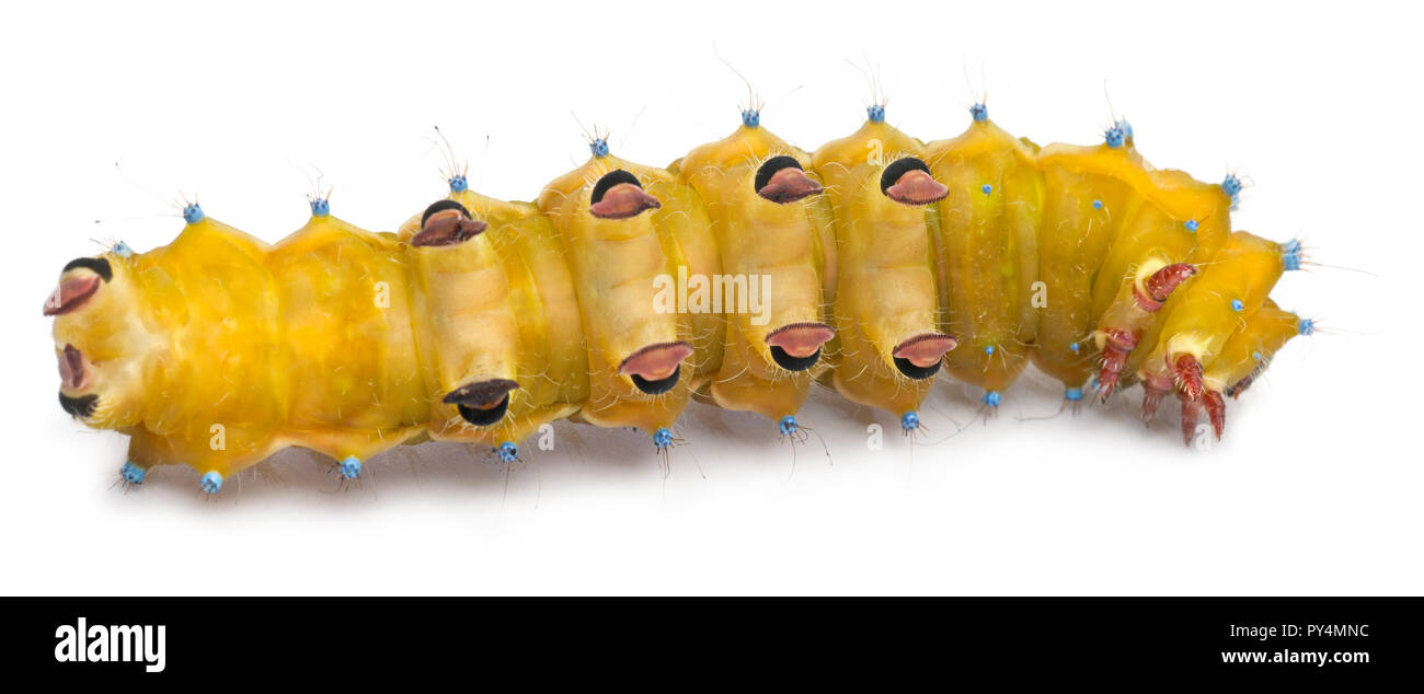 Caterpillar of the Giant Peacock Moth, Saturnia pyri, in front of white background Stock Photo