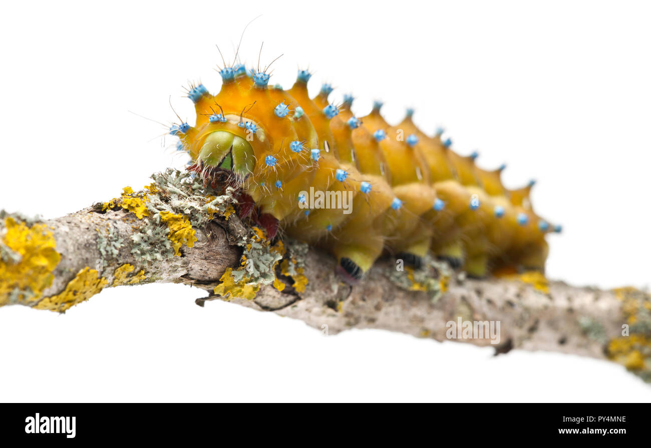Caterpillar of the Giant Peacock Moth, Saturnia pyri, on tree branch in front of white background Stock Photo