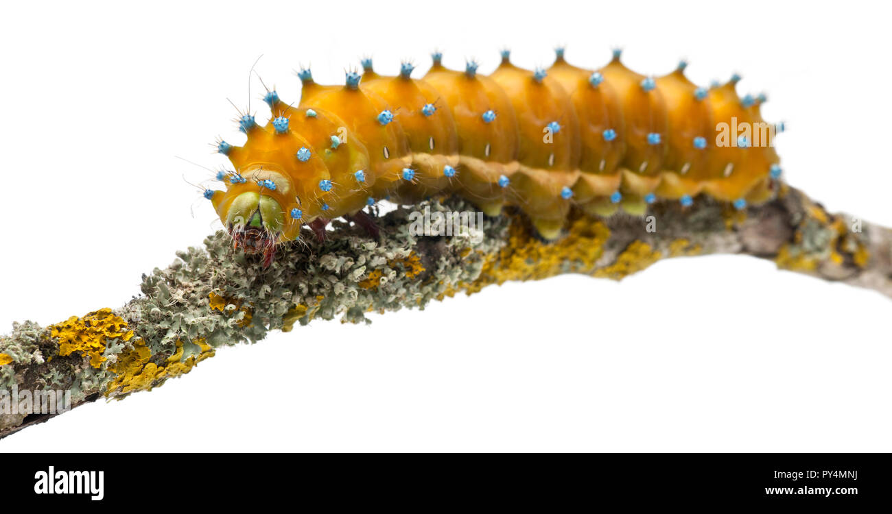 Caterpillar of the Giant Peacock Moth, Saturnia pyri, on tree branch in front of white background Stock Photo