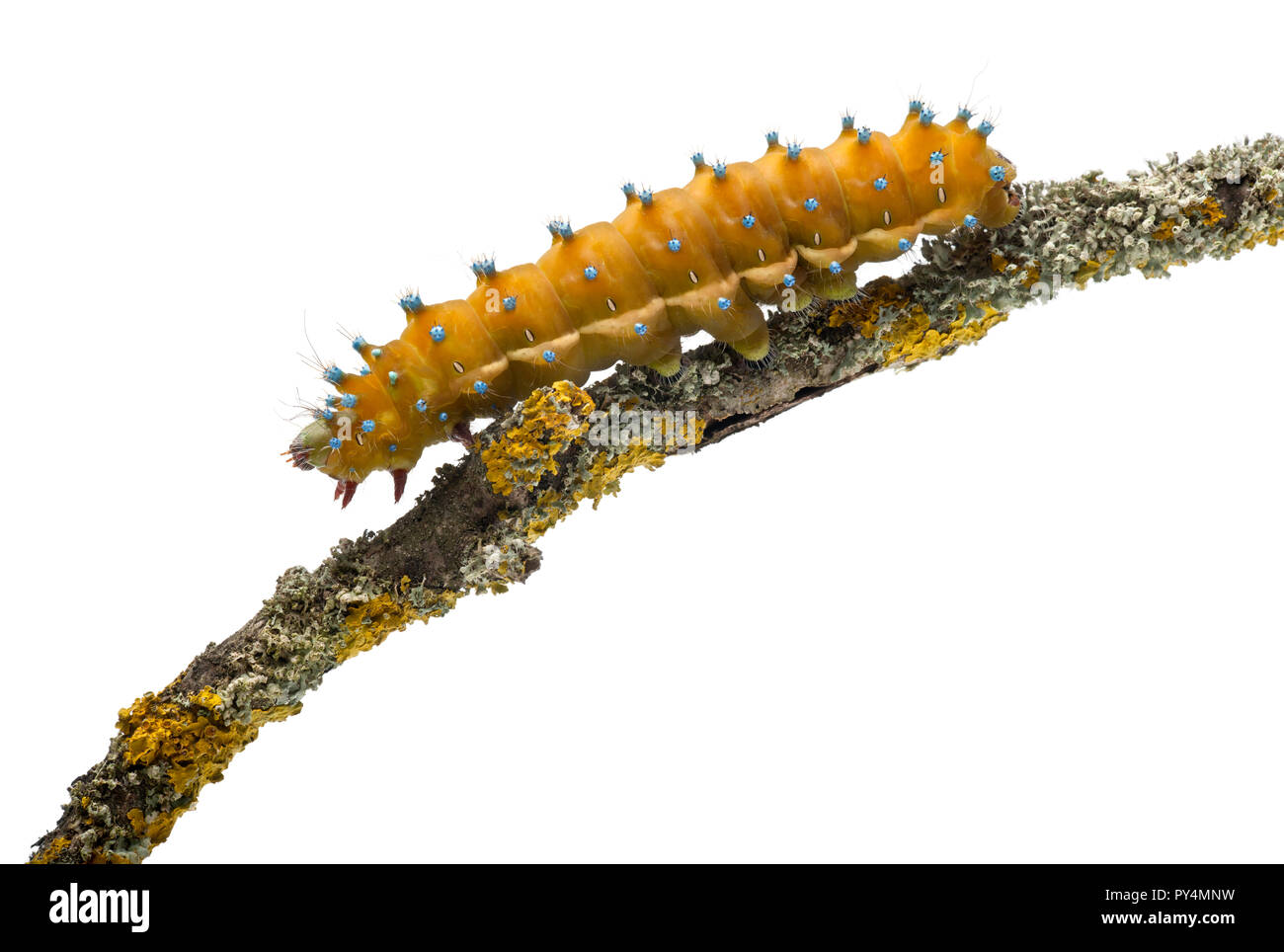 Caterpillar of the Giant Peacock Moth, Saturnia pyri, on tree branch in front of white background Stock Photo