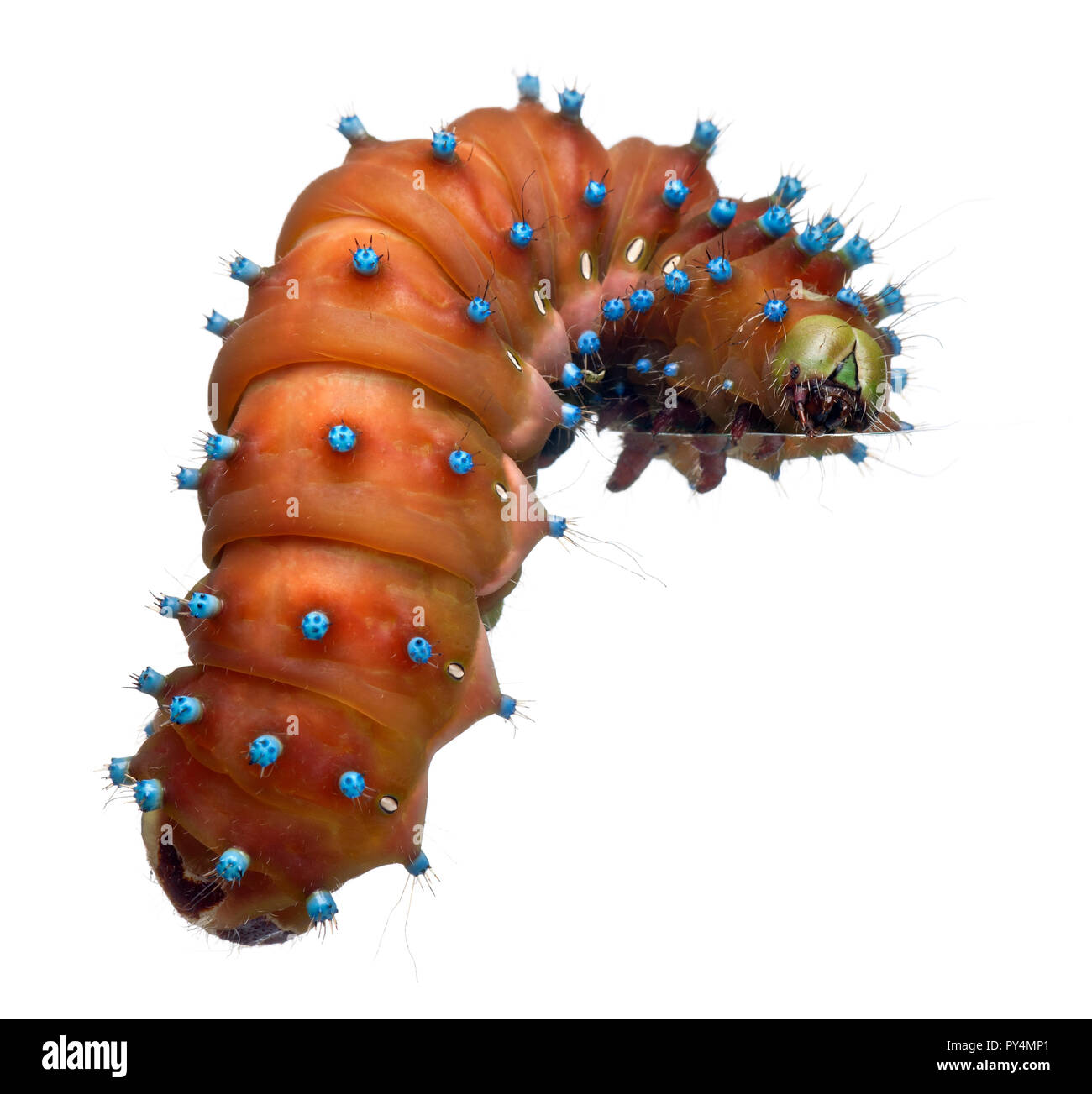 Caterpillar of the Giant Peacock Moth before cocooning, Saturnia pyri, in front of white background Stock Photo