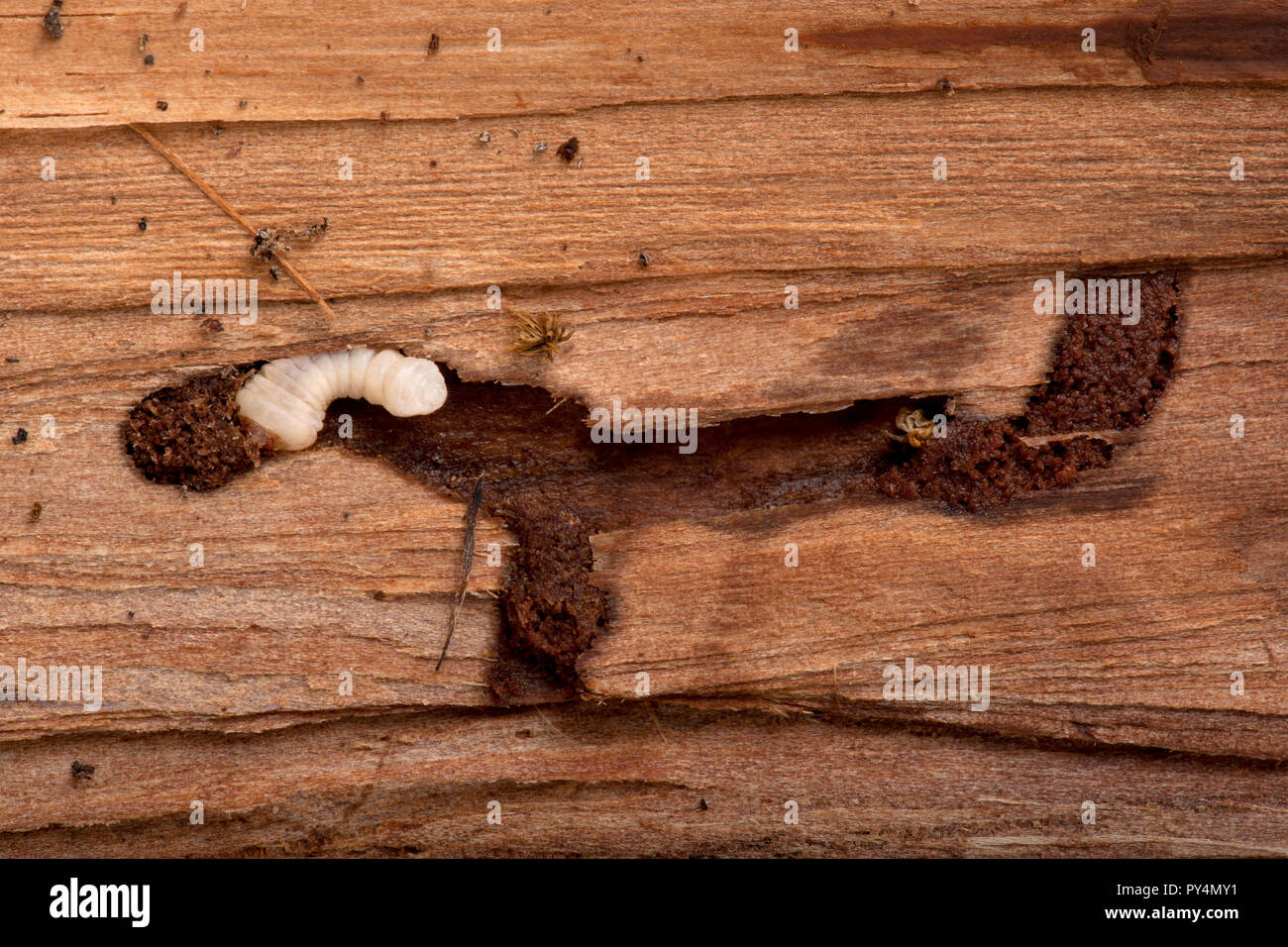Longhorned Beetle larva, Cerambycidae Sp, burrowing into wood Stock Photo