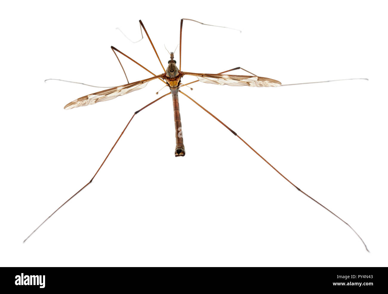 Crane fly or daddy long-legs, Tipula maxima, in front of white background Stock Photo