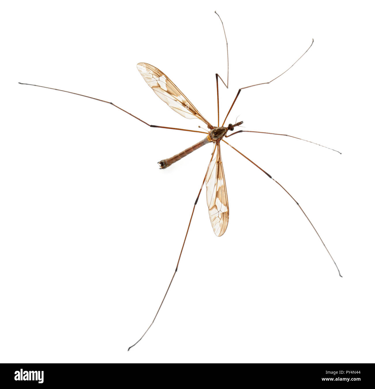 Crane fly or daddy long-legs, Tipula maxima, in front of white background Stock Photo