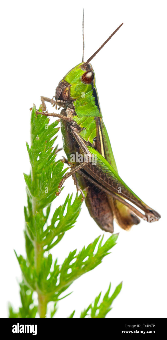 Cricket on a plant in front of white background Stock Photo