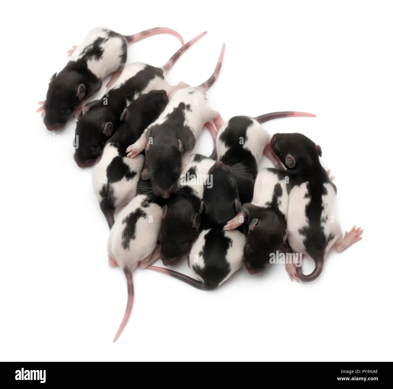 High angle view of a group of Fancy rats babies sleeping in front of white background Stock Photo