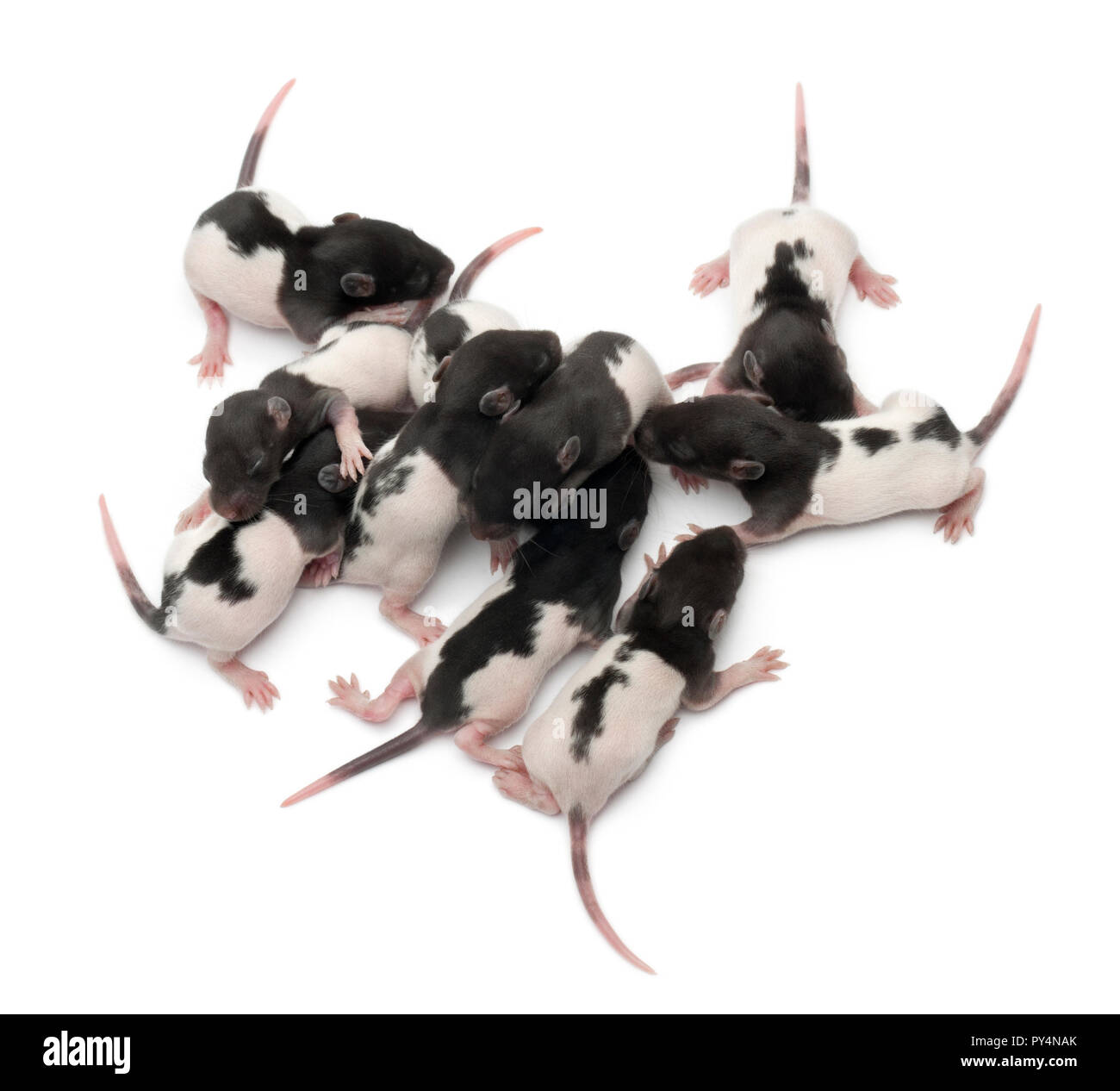 High angle view of a group of Fancy rats babies sleeping in front of white background Stock Photo