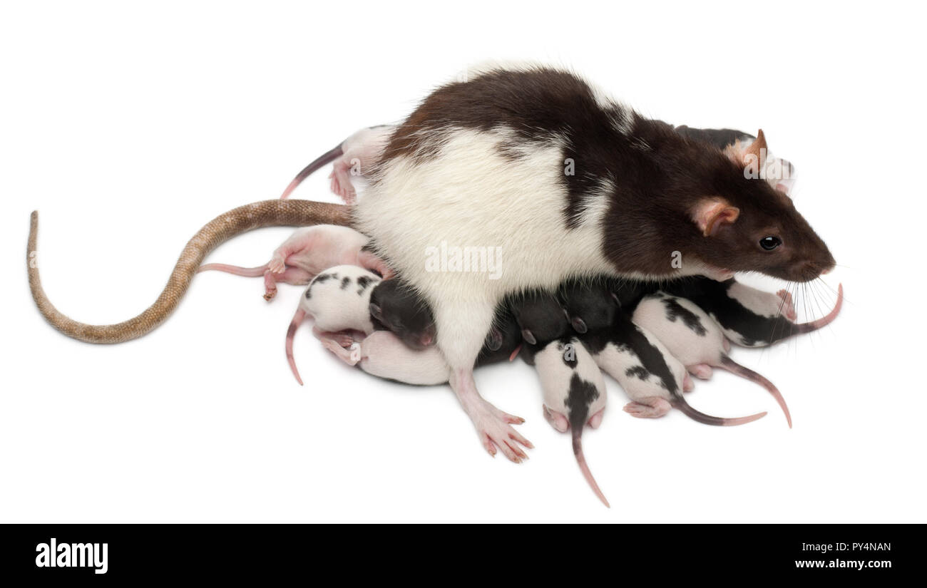 Fancy Rat feeding its babies in front of white background Stock Photo