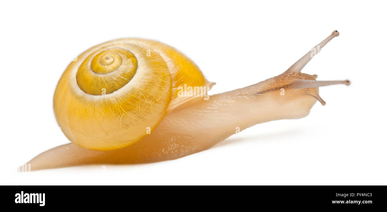 Grove snail or brown-lipped snail without dark bandings, Cepaea nemoralis, in front of white background Stock Photo