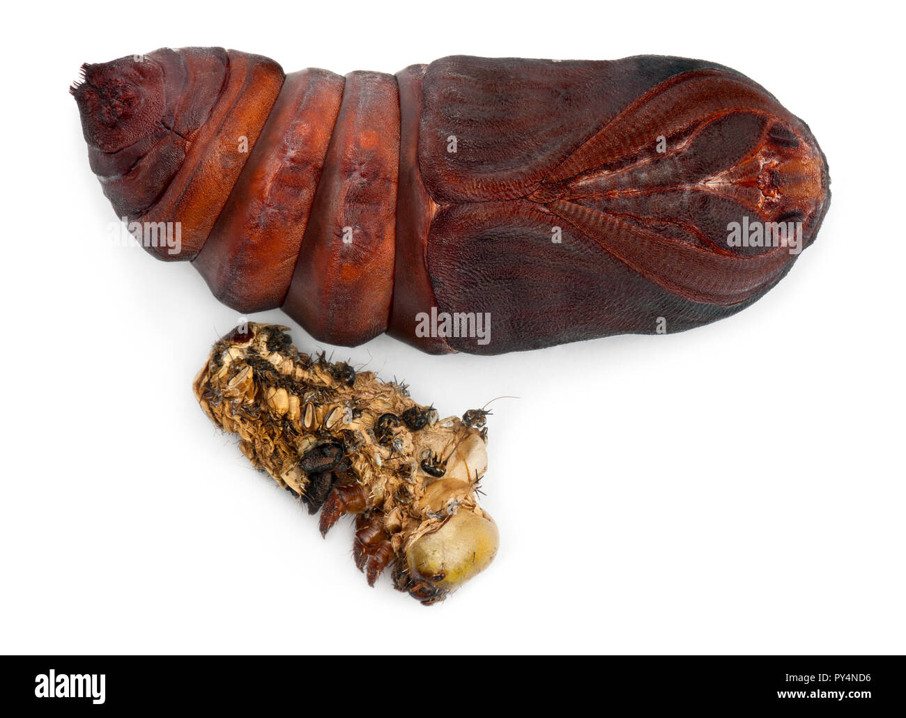 Giant Peacock Moth pupa removed from cocoon, Saturnia pyri, next to it's moulting in front of white background Stock Photo