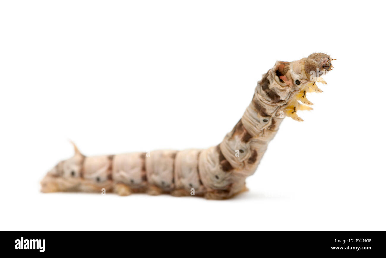 Silkworm larvae, Bombyx mori, against white background Stock Photo Alamy