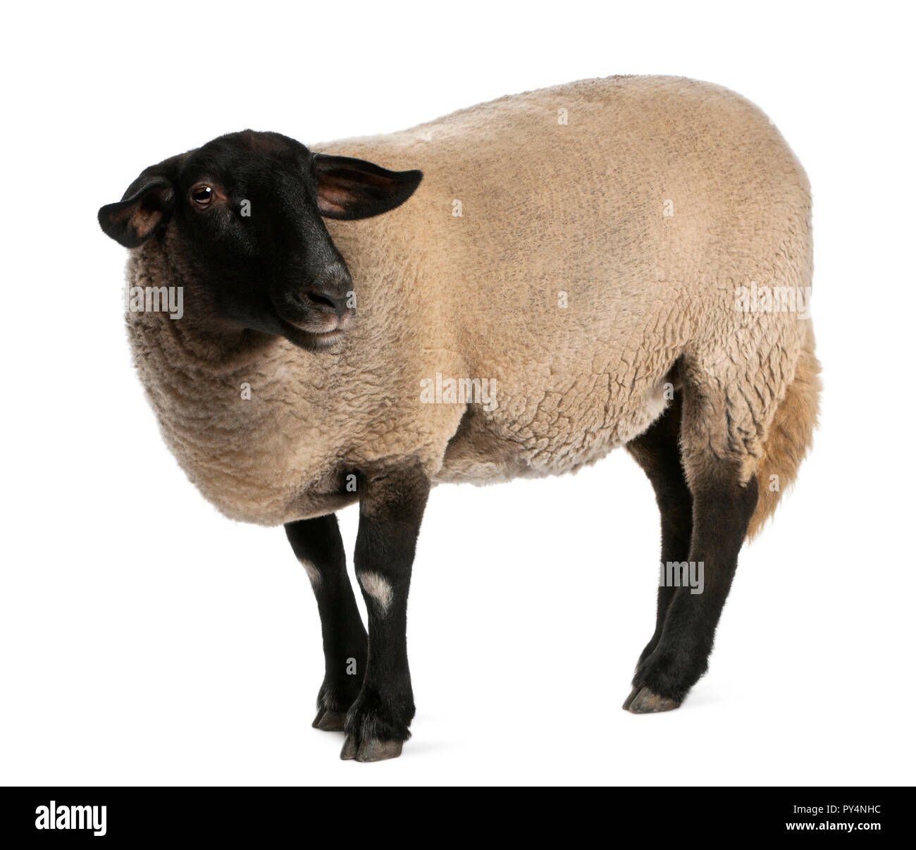 Female Suffolk sheep, Ovis aries, 2 years old, standing in front of white background Stock Photo