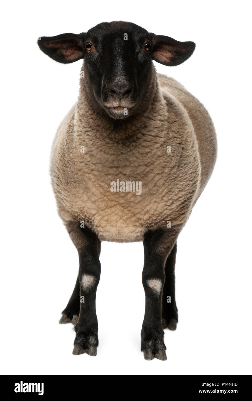 Female Suffolk sheep, Ovis aries, 2 years old, standing in front of white background Stock Photo