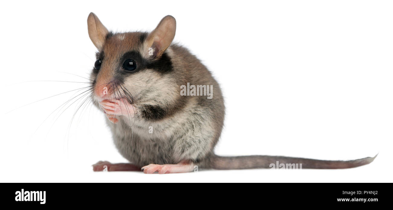 Garden Dormouse, Eliomys quercinus, 2 months old, standing in front of white background Stock Photo
