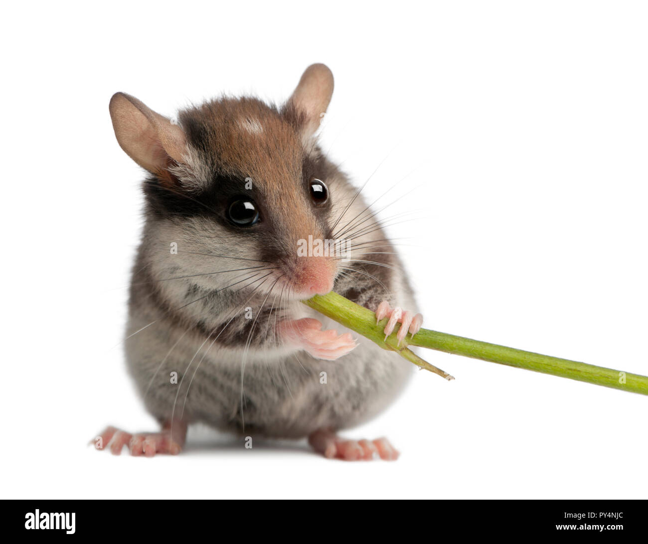 Garden Dormouse, Eliomys quercinus, 2 months old, holding and eating stem in front of white background Stock Photo