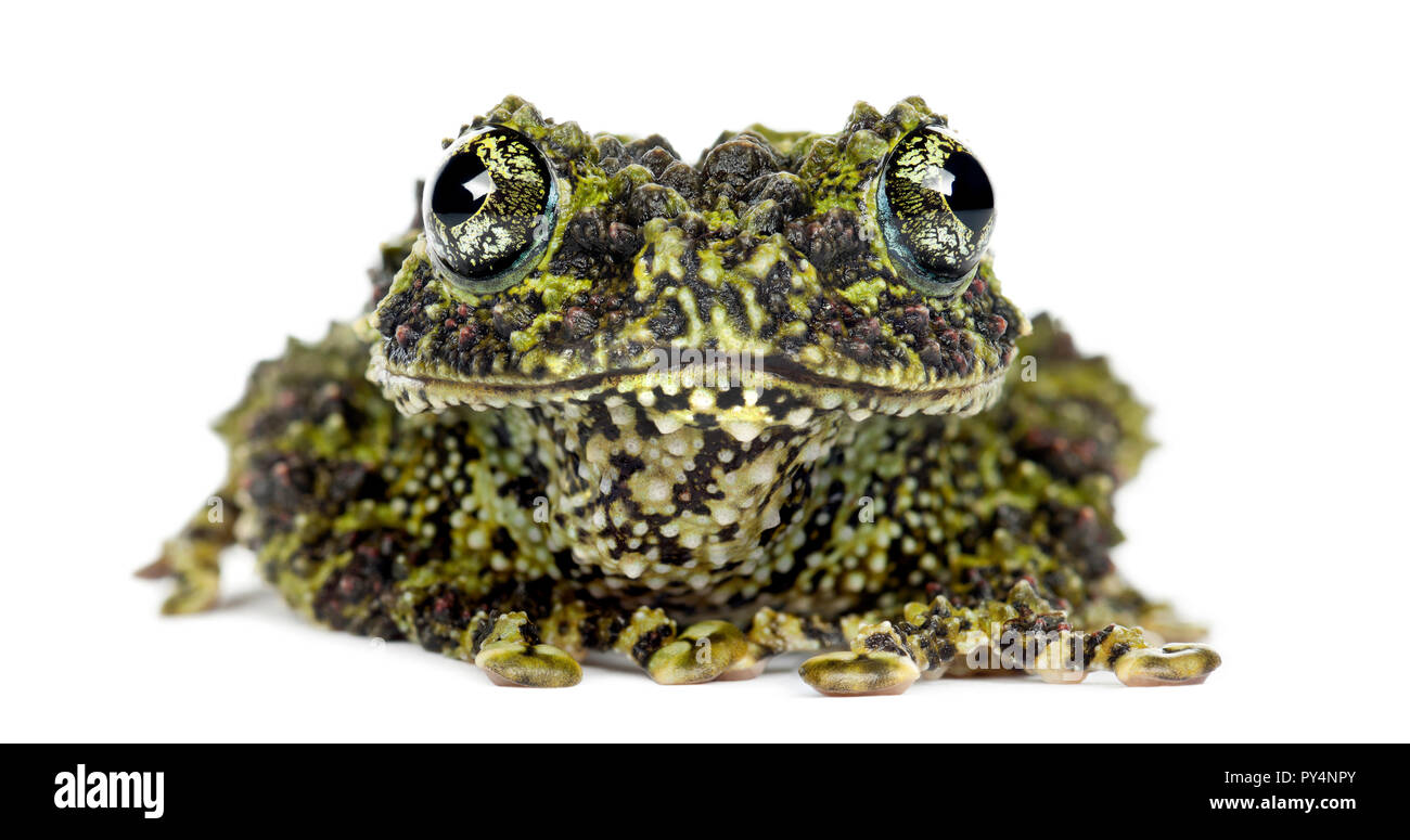 438 Frog Moss Stock Photos, High-Res Pictures, and Images - Getty Images