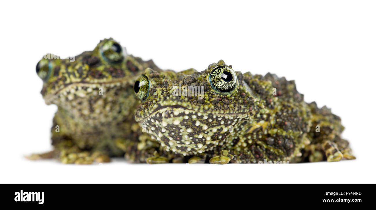 Two Mossy Frogs, Theloderma corticale, also known as a Vietnamese Mossy Frog, or Tonkin Bug-eyed Frog, portrait against white background Stock Photo
