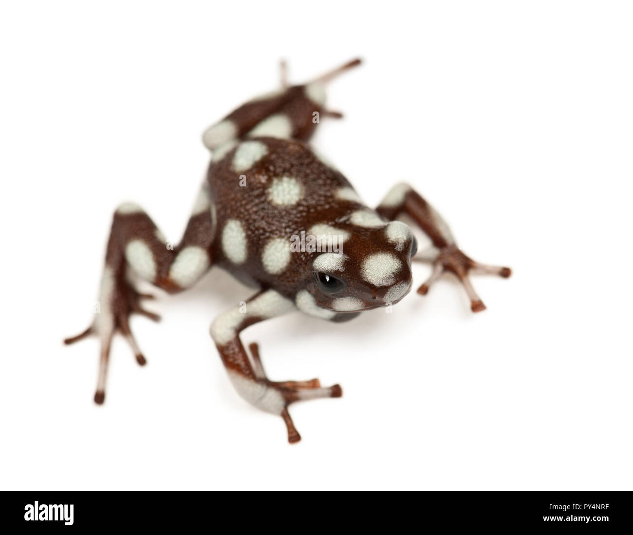 Mara√±√≥n Poison Frog or Rana Venenosa, Ranitomeya mysteriosus, against white background Stock Photo