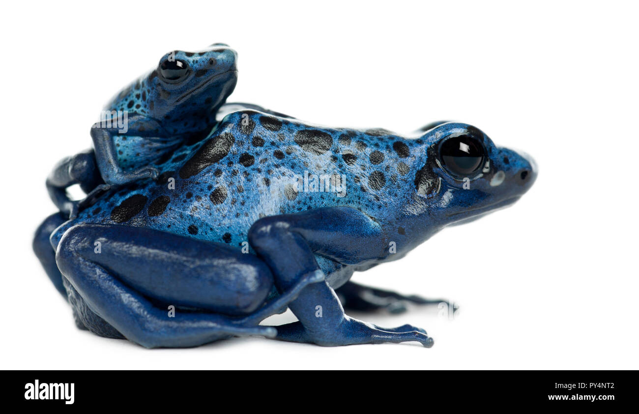 Female Blue and Black Poison Dart Frog with young, Dendrobates azureus, portrait against white background Stock Photo