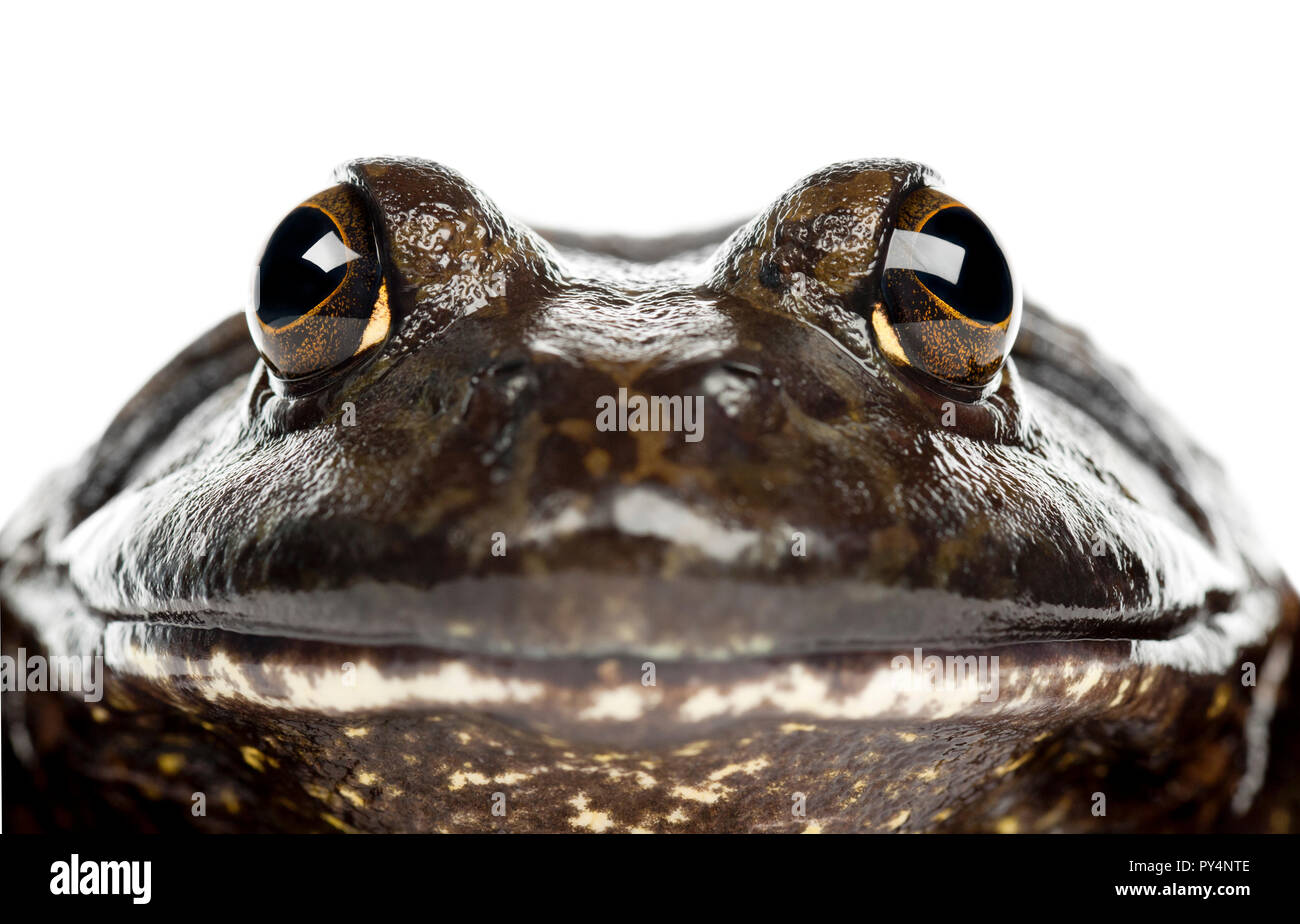 American bullfrog or bullfrog, Rana catesbeiana, portrait and close up against white background Stock Photo