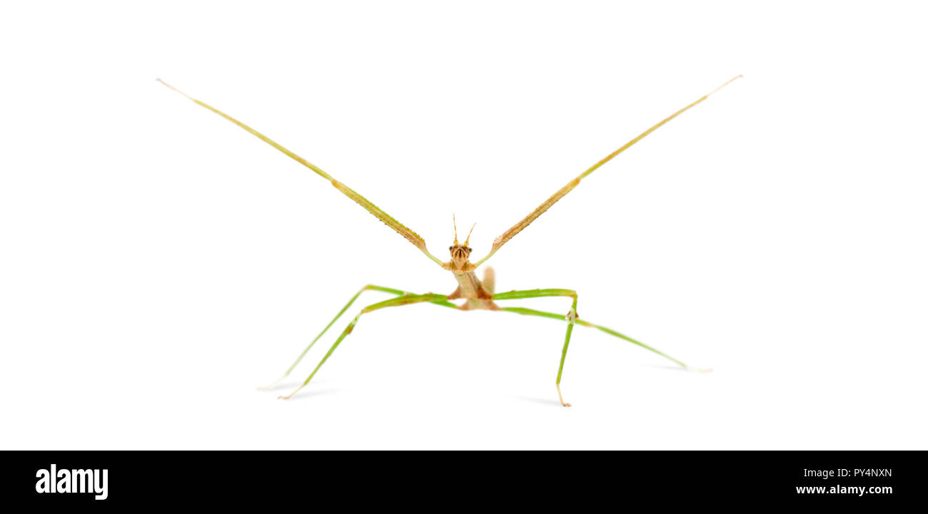 Indian Stick Insect, Carausius morosus also known as a Laboratory Stick Insect, standing against white background Stock Photo