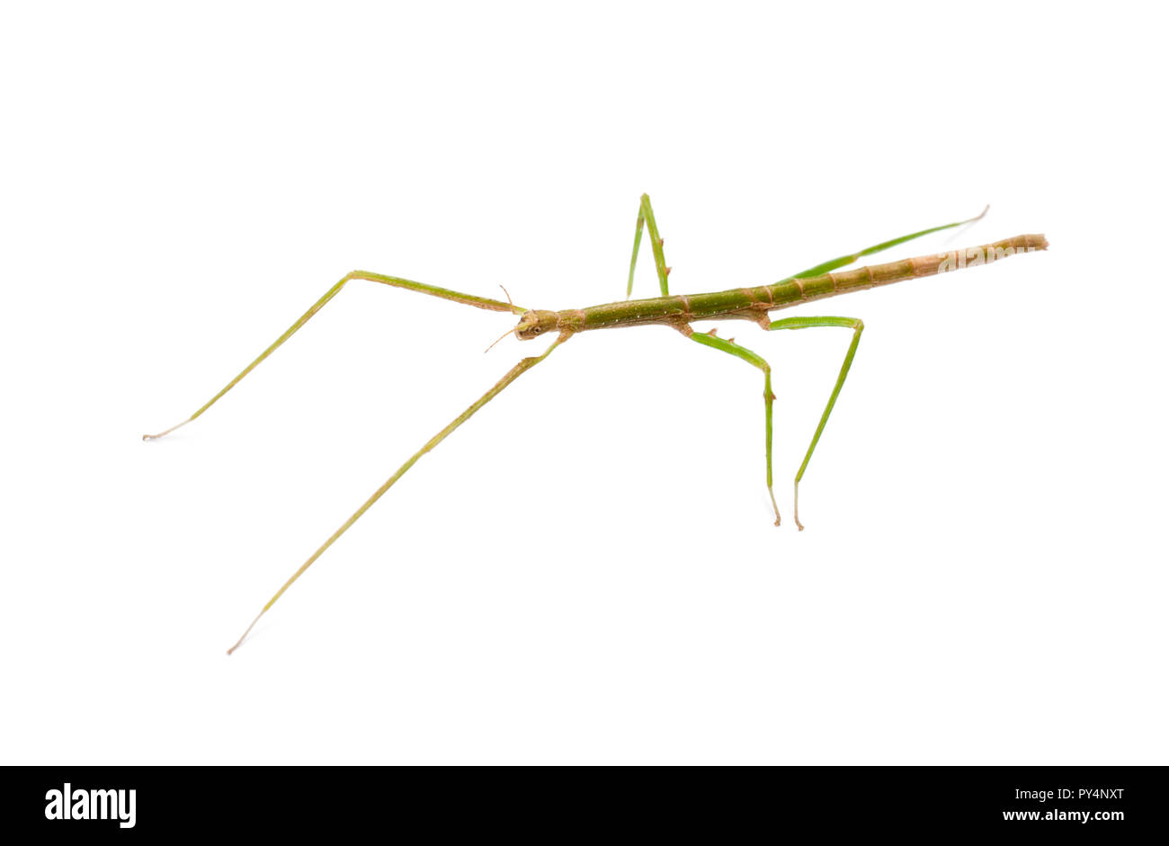Indian Stick Insect, Carausius morosus also known as a Laboratory Stick Insect, standing against white background Stock Photo