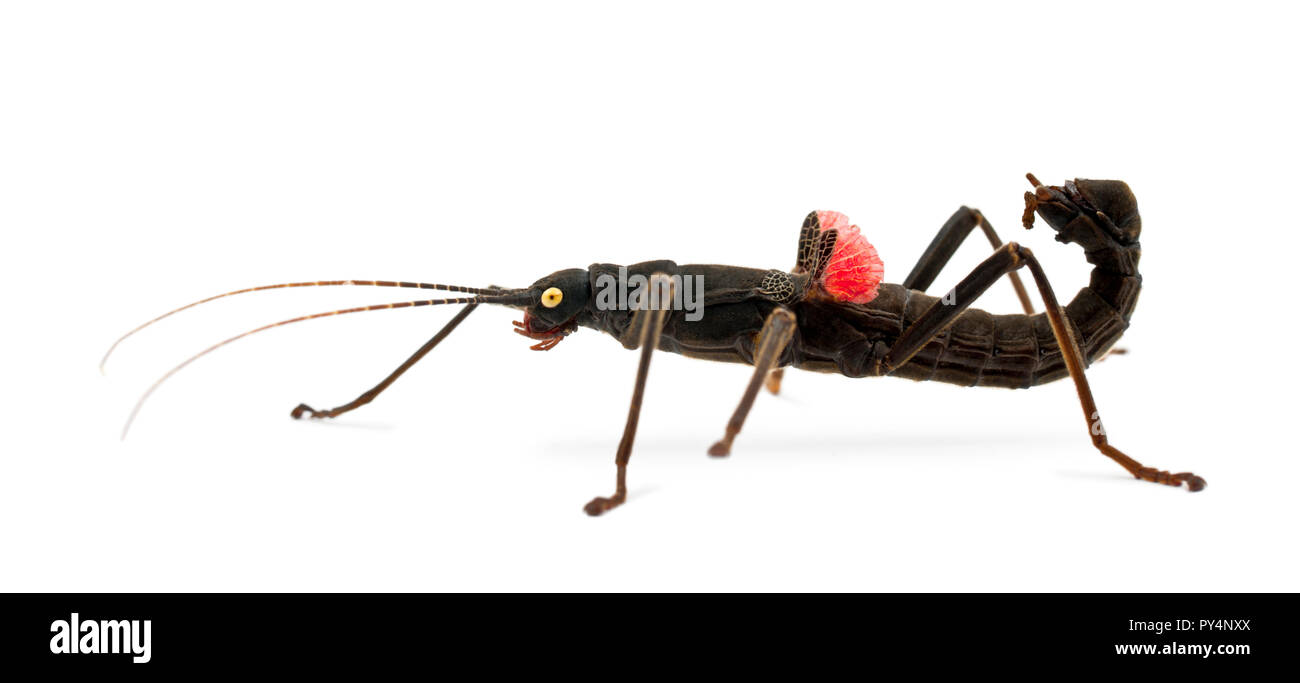 Golden-eyed Stick Insect, Peruphasma schultei, a species of stick insect, against white background Stock Photo